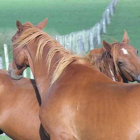 Estancia Hosteria El Ceibo Florida Εξωτερικό φωτογραφία