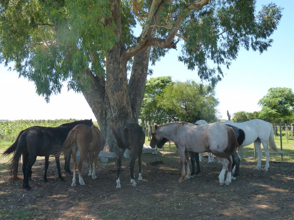 Estancia Hosteria El Ceibo Florida Εξωτερικό φωτογραφία